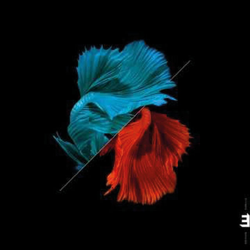 Tonadas (CD) en oferta