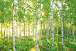 Empapelado para mural"Bosque de betulas primaverales de domingo" National Geogr características