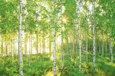 Empapelado para mural"Bosque de betulas primaverales de domingo" National Geogr