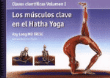Los músculos clave en el Hatha Yoga características