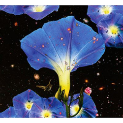 Nighttime Birds And Morning Stars en oferta