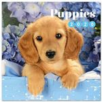 Calendario de pared 2020 Erik 30x30 multilingüe Dog-Puppies Simon K & Greg C