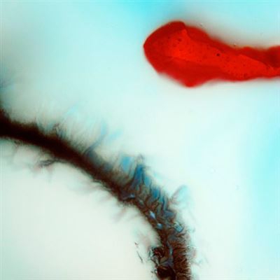 Stubborn Heart - Vinilo