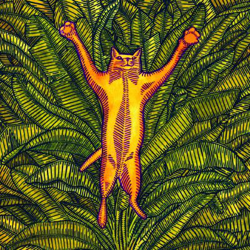 Gatos Do Sul características