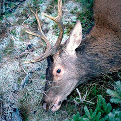 Plan Your Escape características