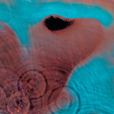 Meddle - Vinilo