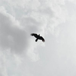 These Stars - Vinilo precio