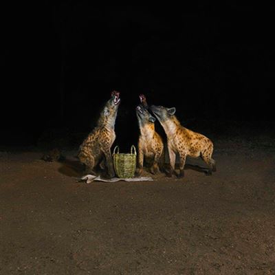 Suicide Disco - Vinilo