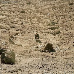 Noonday Dream - Vinilo características