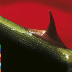 Night song - Vinilo en oferta