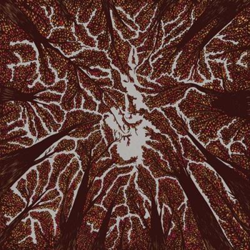 Crown shyness en oferta