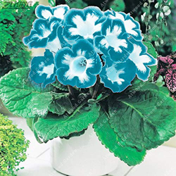 Semillas de flores genéricas frescas de 200 PCS Gloxinia brasileñas para plantar verde blanco precio