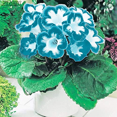 Semillas de flores genéricas frescas de 200 PCS Gloxinia brasileñas para plantar verde blanco