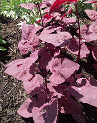 AGROBITS 100Red Garten-MEE Español Spinatsalat Orache Atriplex Hortensis características
