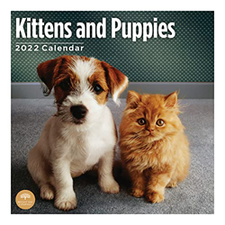 Calendario de pared para gatitos y cachorros 2022 por Bright Day, 12 x 12 pulgadas, lindo perro cachorro gato precio