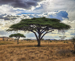 25 Acacia Tortilis / Umbrella Thorn Tree Seeds. características