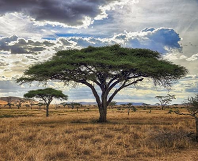 25 Acacia Tortilis / Umbrella Thorn Tree Seeds.