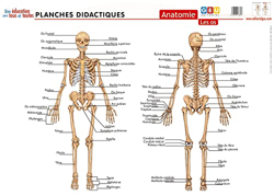 Planches Didactiques | Anatomie: Les Os precio