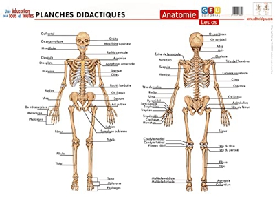Planches Didactiques | Anatomie: Les Os