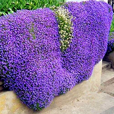 100 Piezas Jardín Piscina Pérgano Pérgano Piscina Floreciente Plantas Decorativas Rock Bercress Semillas Alta tasa de germinación para la siembra en C