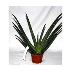 Aloe Vera 13 cm Ø (13 cm Ø) en oferta