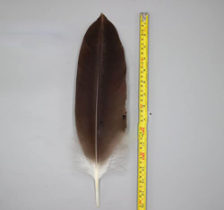 1PC pluma de águila arco y flecha pluma caballo águila pluma artesanía espécimen pluma plumas naturales-D-40-45CM,1PC características