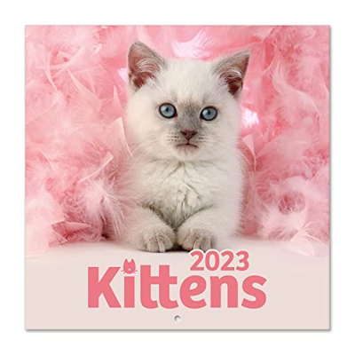 Calendario gatos Somin K. & Greg C. 2023 - Calendario 2023 pared con certificado FSC - Calendario mensual 30x30cm - Producto con licencia oficial