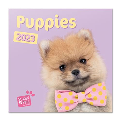 Grupo Erik Calendario Studio Pets puppies 2023 - Calendario 2023 pared con certificado FSC - Calendario mensual 30x30cm - Calendario perros - Producto