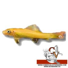 Gyrinocheilus Aymonieri Ventosa Oro características