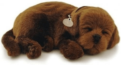 CD3 Precious Petzzz - Chocolate Labrador 25cm en oferta