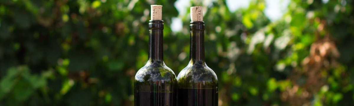 Guía de vinos para principiantes 2021
