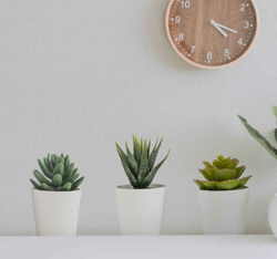 Sticker Maison Plantes 3D precio