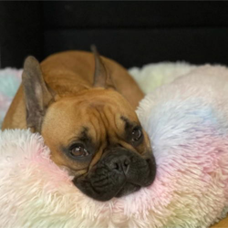 NOUVELLES COULEURS | Coussin Apaisant Comfy Bed™ pour chien & chat en oferta