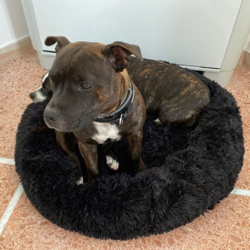 NOUVELLES COULEURS | Coussin Apaisant Comfy Bed™ pour chien & chat características