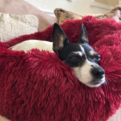 NOUVELLES COULEURS | Coussin Apaisant Comfy Bed™ pour chien & chat