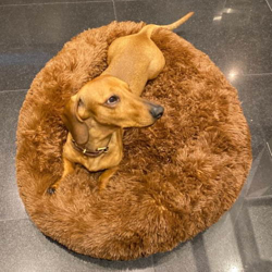 NOUVELLES COULEURS | Coussin Apaisant Comfy Bed™ pour chien & chat precio
