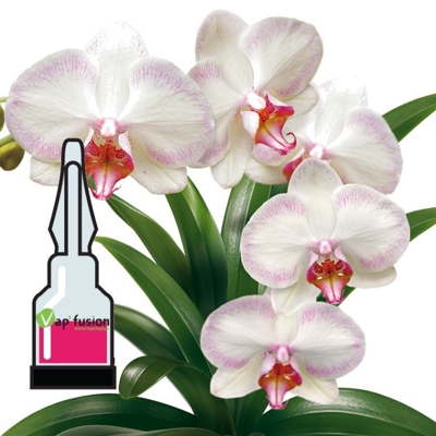 Arôme Orchydées Vap'fusion