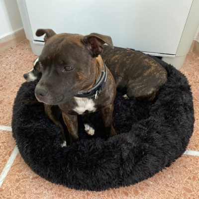 NOUVELLES COULEURS | Coussin Apaisant Comfy Bed™ pour chien & chat