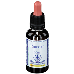 Healing Herbs Chicory en oferta