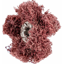 PFERD POLINOX mola a stella PNST 25-2 A 80 precio