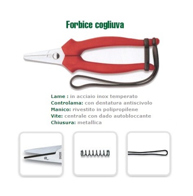 Forbici vendemmia grande - STORE INGROSS