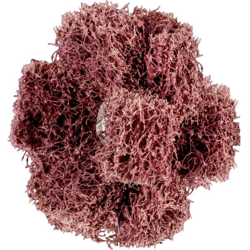 Stella Levigatura Polinox T 38-3 A 80 Pferd precio