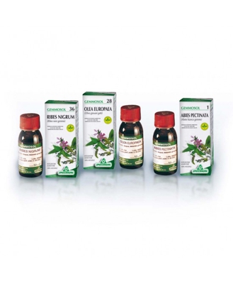 Specchiasol Gemmosol 36 Integratore Alimentare Al Ribes Nero 50ml