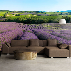 Fotomurale Campi di lavanda cm 200x154 cm 200x154 Artgeist características