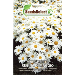 Vivaio Acquaverde 2 buste SEMI PIANTE MARGHERITONA BELLIS PERENNIS vaso giardino - SEEDS SELECT precio