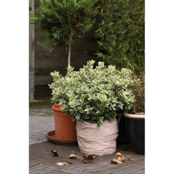 Bauherr - Pot Protezione Fleece 0,5X6M 50G / M2, Beige características