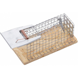 Le Camere Dispongono Di Ratto - FP características