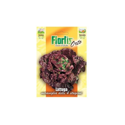 Lattuga Delle 4 Stagioni - ORVITAL SPA - SEMI