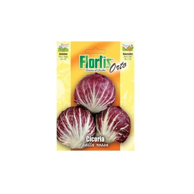 Cicoria Palla Rossa Precoce - ORVITAL SPA - SEMI