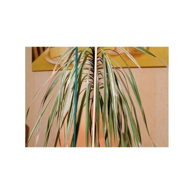 Palo 10Er Set 50 Cm - Circumpro